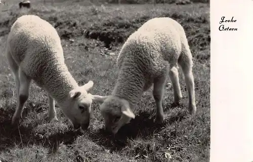 Tiere: Zwei Lämmer grasen gl1967 150.873