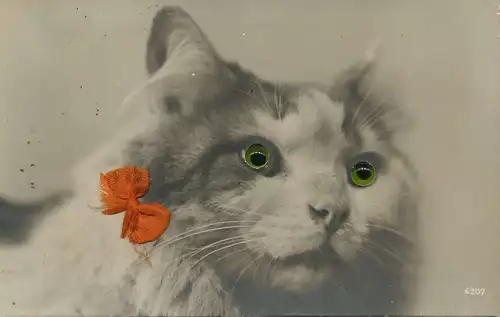 Tiere: Katze mit grünen Kulleraugen und echter Schleife gl1913 150.697