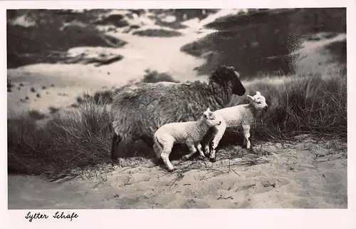 Tiere: Sylter Schafe Schaf mit 2 Lämmer ngl 150.876