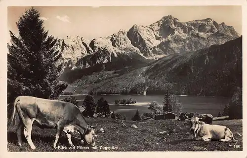 Tiere: Blick auf Eibsee mit Zugspitze und Kühen im Vordergrund ngl 150.703