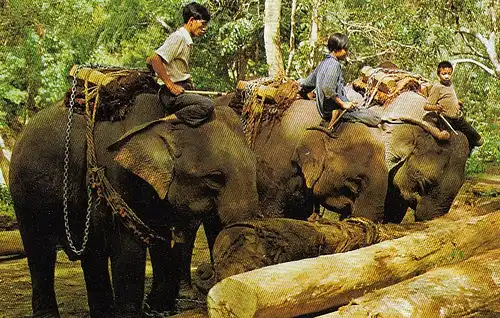T Trained Elephants in North Thailand nglum 1975? D6705