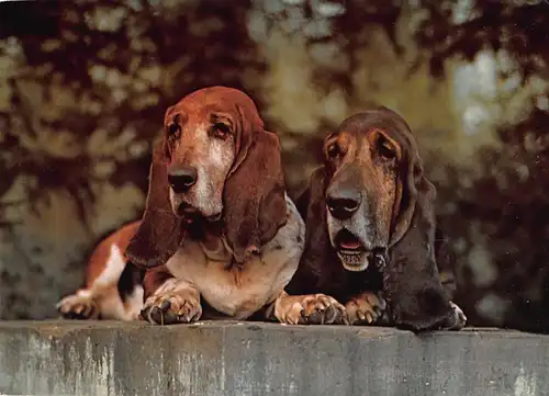 Tiere: Bassets ngl 150.667