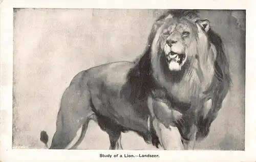 Tiere: Löwen Gemälde von Landseer Study of a Lion ngl 150.738