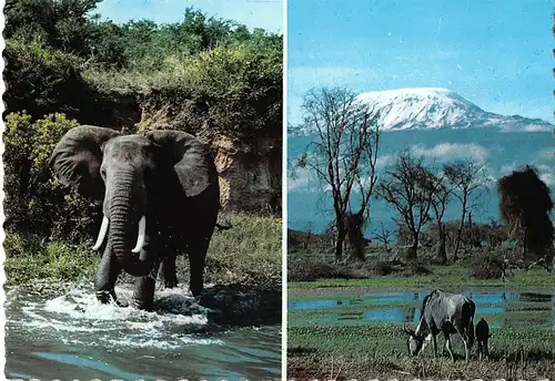 Tiere: Elefant / Elephant - Wildebeast African Wild Life ngl 150.566