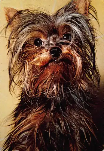 Tiere: Yorkshire Terrier gl1966 150.602