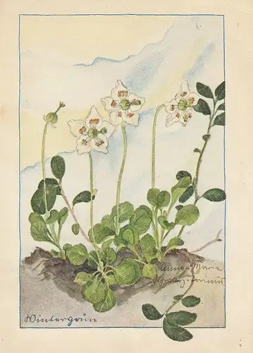 A.M.SCHWARZ-TORINUS (?) Wintergrün gl1943 D7087