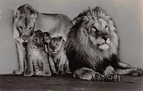 Tiere: Löwenfamilie Zoologischer Garten Frankfurt gl1956 150.729