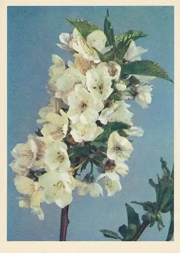 Obstblüten ngl D7204