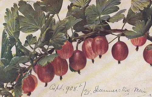 Stachelbeerenzweig gl1908 D3074