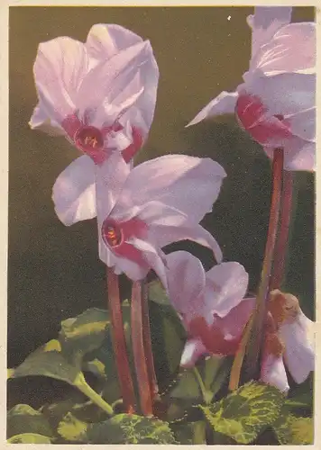 Cyclamen - Alpenveilchen gl1938 D2583