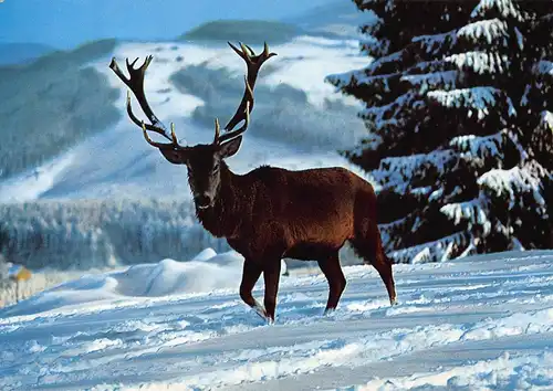 Tiere: Rothirsch im verschneiten Gebirge ngl 150.824
