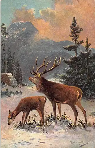Tiere: Hirsch mit Kuh auf einer Waldlichtung gl1906 150.845