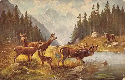 Tiere: Platzhirsch mit Kühen, Kitz und Rivale am Bergbach gl1917 150.819