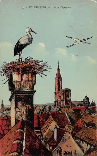 Tiere: Störche im Nest mit Strassburger Liebfrauenmünster gl1940 150.897