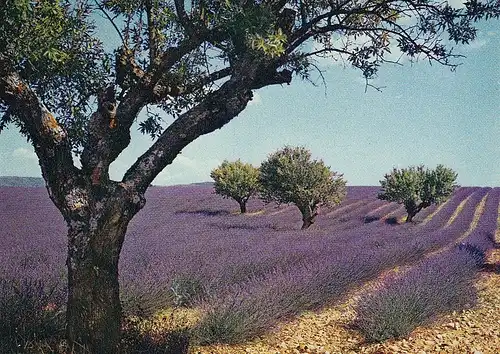 Provence Champ de lavande gl1982 D7436