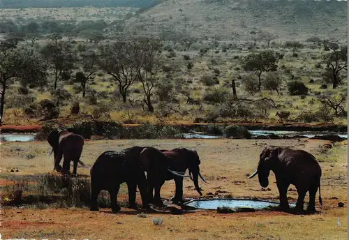 Tiere: Trinkende Elefanten / Drinking Elephants ngl 150.567