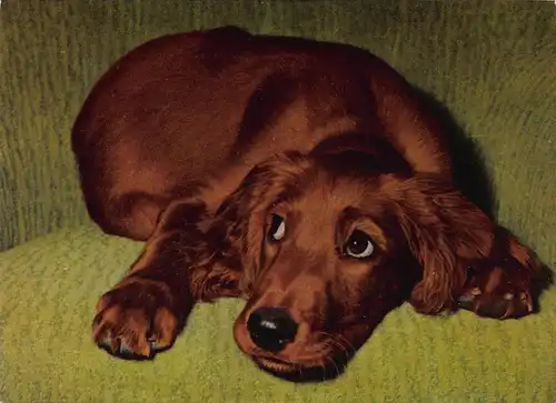 Tiere: Junger Irish Setter ngl 150.637