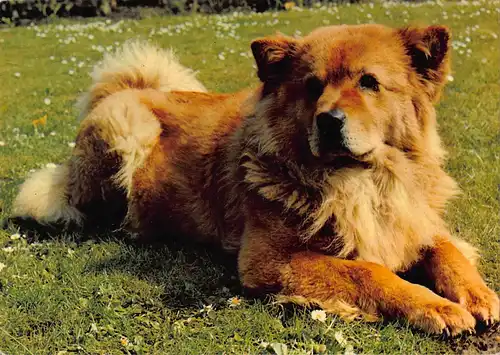 Tiere: Chow Chow ngl 150.653