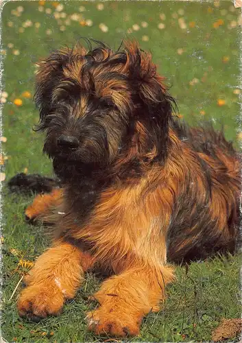 Tiere: Briard ngl 150.657