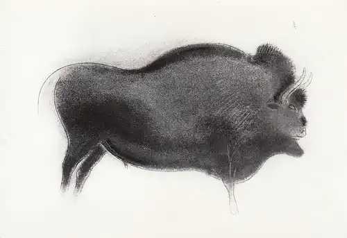 Les Eyzies (Dordogne) Grotte de Font-de-Gaume Bison ngl D6770