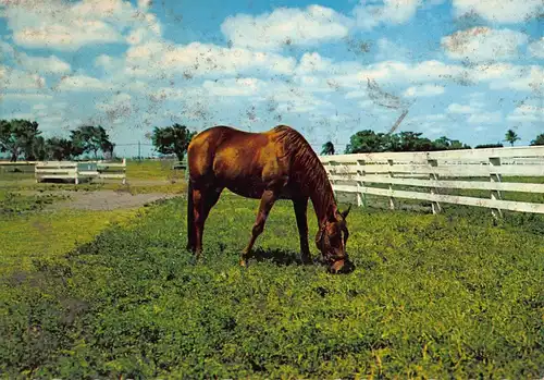 Tiere: Pferd auf Weide ngl 150.747