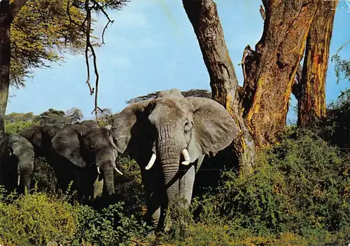 Tiere: Elefant / Elephant Wild Life from East Africa ngl 150.562