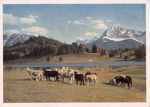 Tiere: Schafherde am Geroldsee bei Mittenwald ngl 150.859