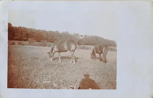 Tiere: Zwei Pferde auf der Koppel bahnpgl1917 150.753