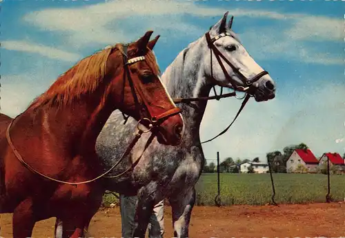 Tiere: Apfelschimmel und braunes Pferd ngl 150.768