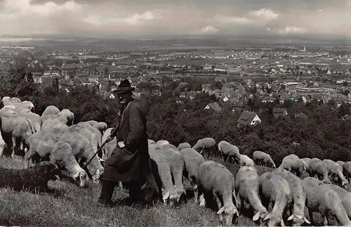 Tiere: Schafherde, Hirte und Hund auf Anhöhe Blick auf Reutlingen gl1958 150.872