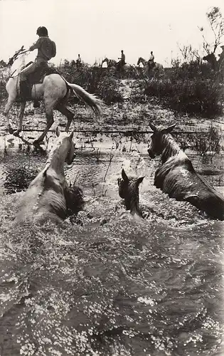 La Camarque Passage d'un Guè ngl D8283