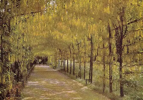Hampton Court Palace, Middlesex, Pleached Laburnum Alley ngl D4570