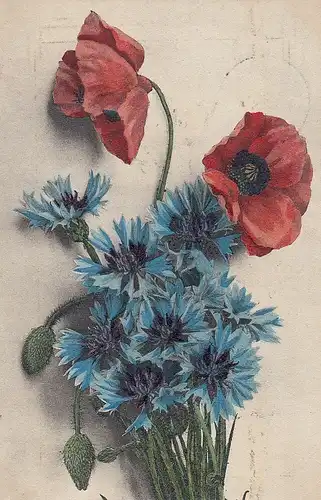 Mohn und Kornblumen gl1906 D8649