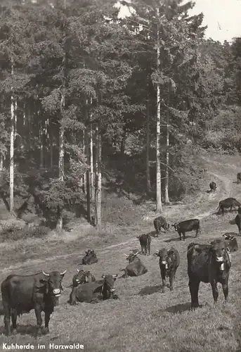 Kuhherde im Harzwalde gl1985 D5028