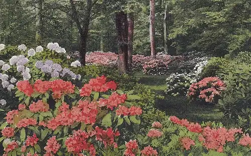 Ein Blumen-Wald feldpgl1917 D3851