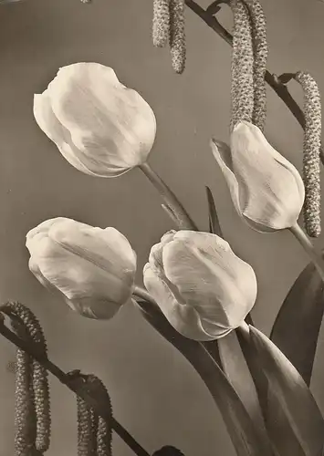 Frische Tulpen gl1957 D9697