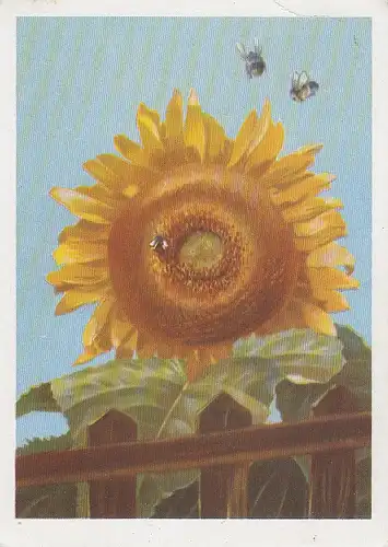 Sonnenblume mit Bienen ngl D7210