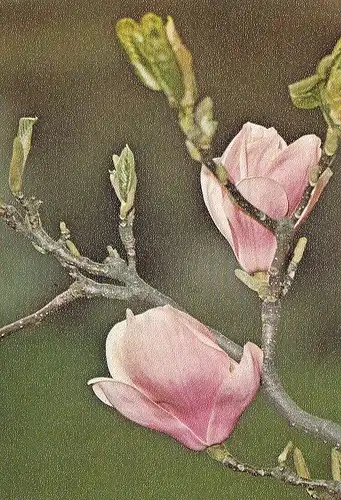 Magnolien-Blüten ngl D7165