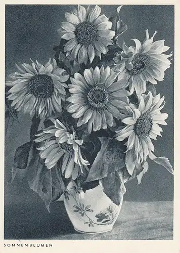 SonnenbLumen in Vase gl1959 D7201