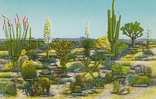 A few varieties of Desert Vegetation ngl D5841