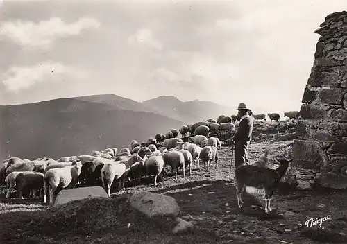 Cantal, Environs du Lioran ngl E0124