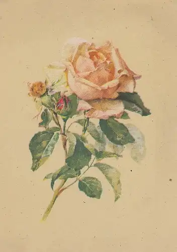 Eine Rose. für ? ngl D7023