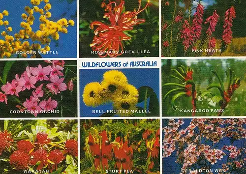 Wildflowers of Australia ngl D5838