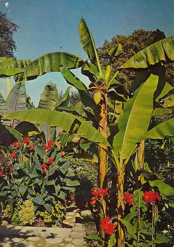 Insel Mainau im Bodensee Bananenstauden gl1975 D5916