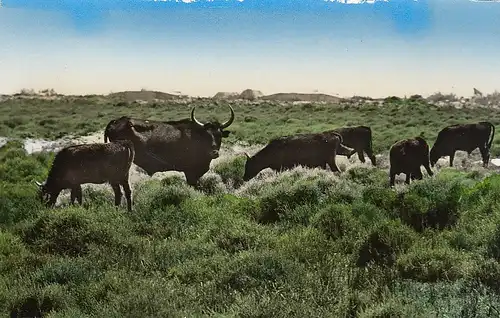 Camargue Taureaux en liberté ngl D8313