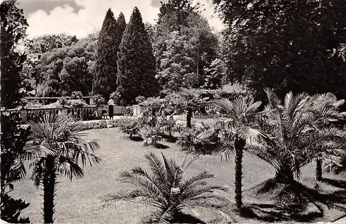 Insel Mainau im Bodensee - Palmenhain ngl 153.869