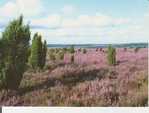 Lüneburger Heide - Heideblüte im Naturschutzgebiet ngl 222.686