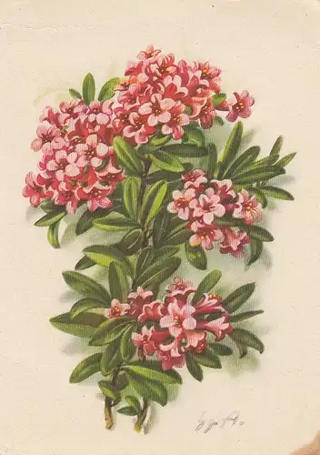 Alpenrose ngl E0523