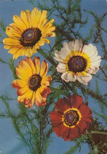 Ein Bund Sommerblumen gl1957 D9696