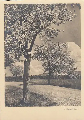 Frühling, Baumblüte ngl D7152